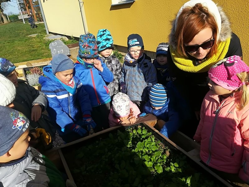 První sklizeň ředkviček 31.10.2019 - Image 11