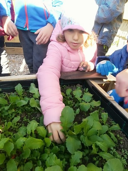 První sklizeň ředkviček 31.10.2019 - Image 13