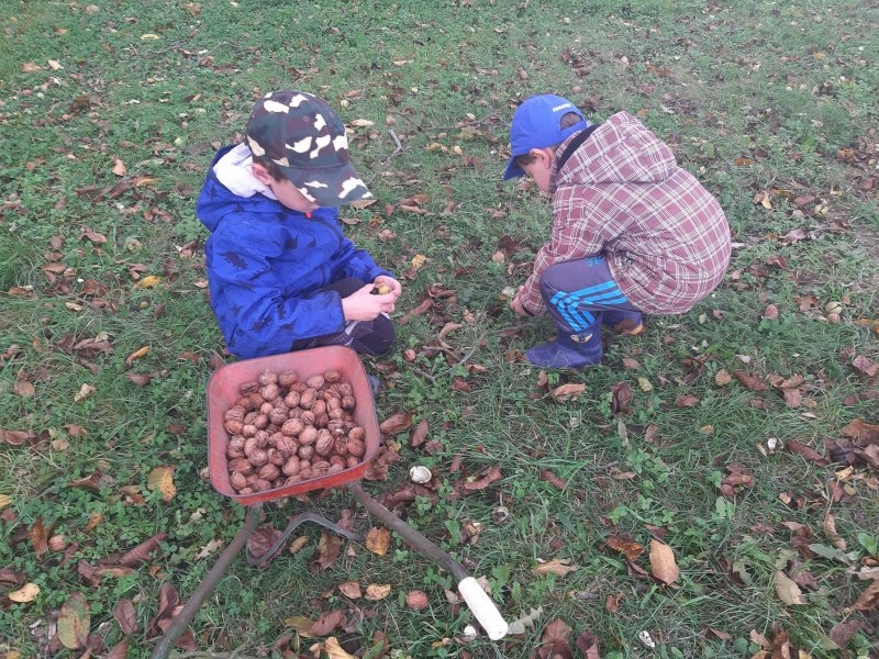 Procházka k lesu a sběr ořechů 8.10.2019 - Image 11