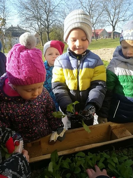 První sklizeň ředkviček 31.10.2019 - Image 15