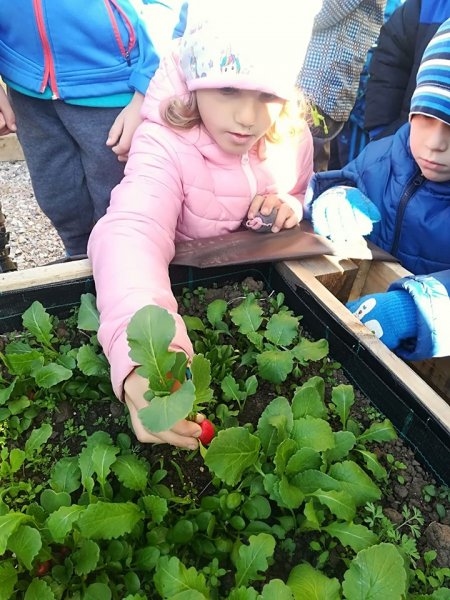 První sklizeň ředkviček 31.10.2019 - Image 18