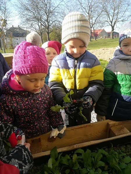 První sklizeň ředkviček 31.10.2019 - Image 4